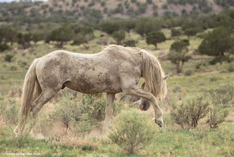 Spring Creek Basin Mustangs | Tracking the Wild Horses of Spring Creek Basin