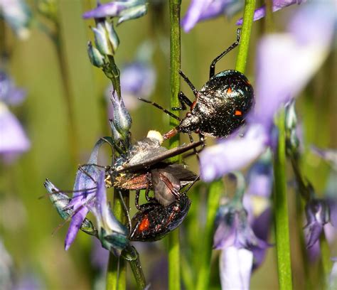 Bugs attacking Moth,Scutelleridae. | The Forester moths are … | Flickr