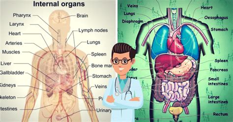 English Vocabulary: Internal Organs of the Human Body - ESLBuzz Learning English