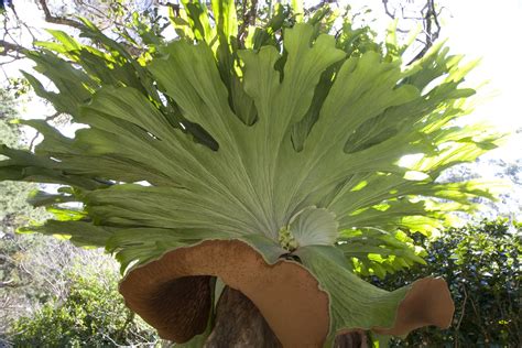 How to Grow Majestic Staghorn Fern Plants Indoors