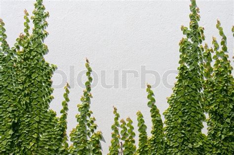 Climbing Ficus pumila on white wall | Stock Photo | Colourbox