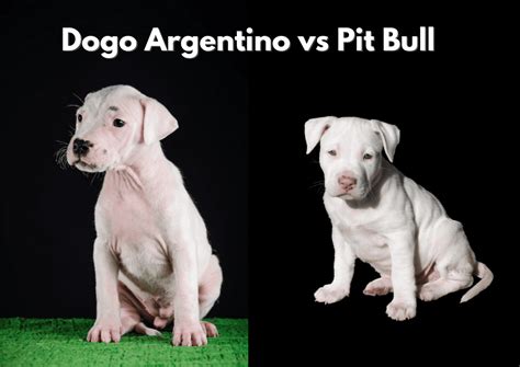 Dogo Argentino vs Pitbull : Main Differences - Pitbulls.org