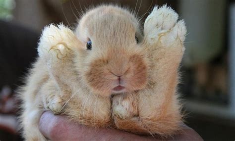 Rabbit Grooming 101: How to Brush Rabbit Paws | Here Bunny