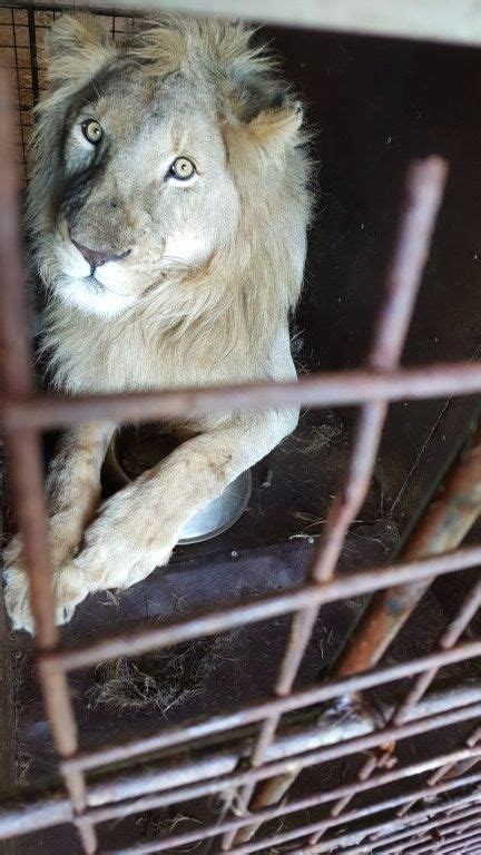 Almost 7,000 Lion Bones Found at Joburg Home, Suspect Arrested - SAPeople - Worldwide South ...