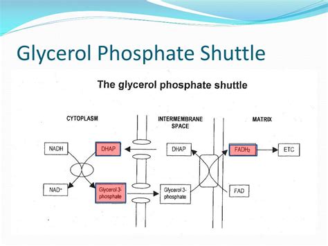 PPT - Electron Transport Chain PowerPoint Presentation, free download ...