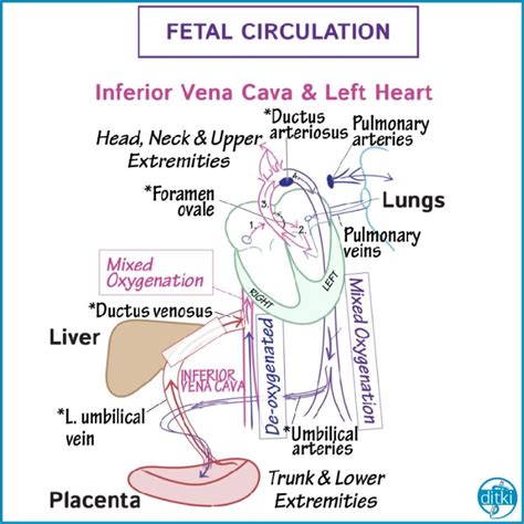 Review fetal circulation and the changes that occur after birth # ...