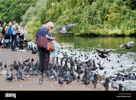 Woman feeding pigeons in St. James's Park, London England United Kingdom UK Stock Photo - Alamy