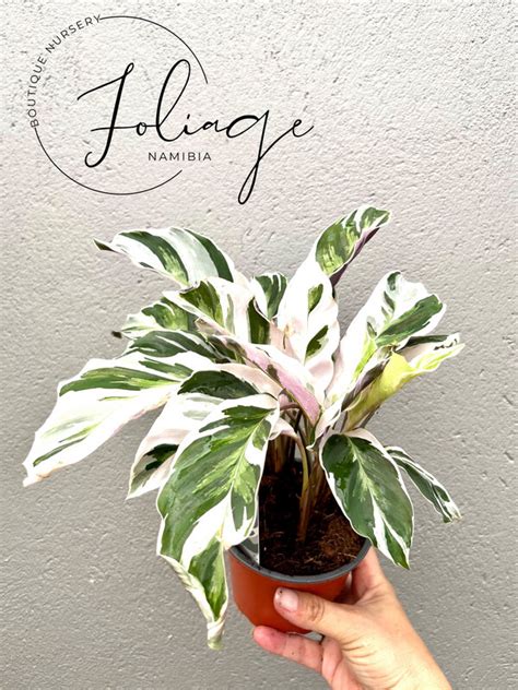 Calathea White Fusion