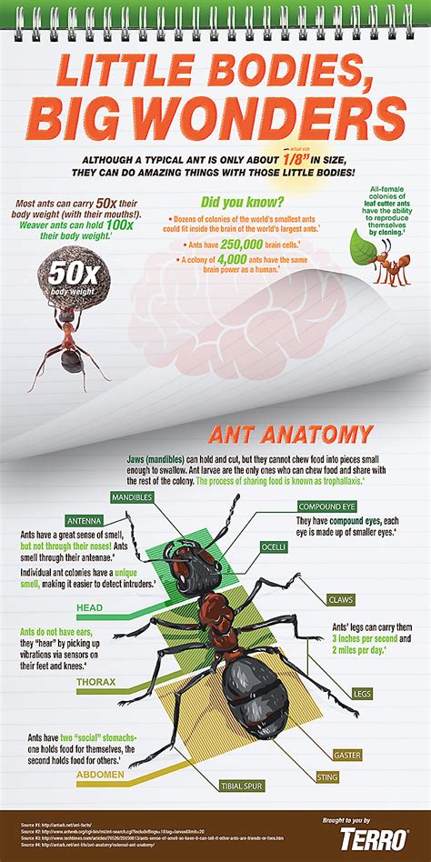 Ant Infographics | Insect Infographics | TERRO®