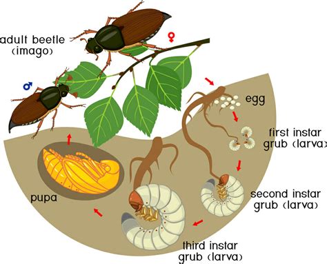 Grubs in the Lawn? Here's How to Get Rid of Them