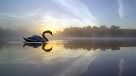 Swan Lake Wallpapers - Top Free Swan Lake Backgrounds - WallpaperAccess