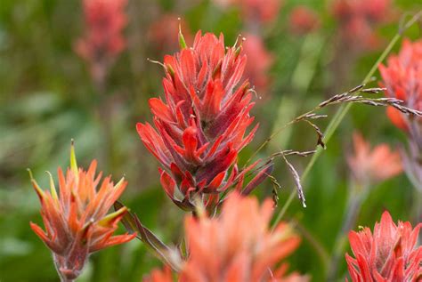 When To Plant Indian Paintbrush Seeds | Storables