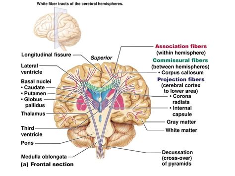 White matter of the brain function, structure and Blood supply of the internal capsule | Science ...