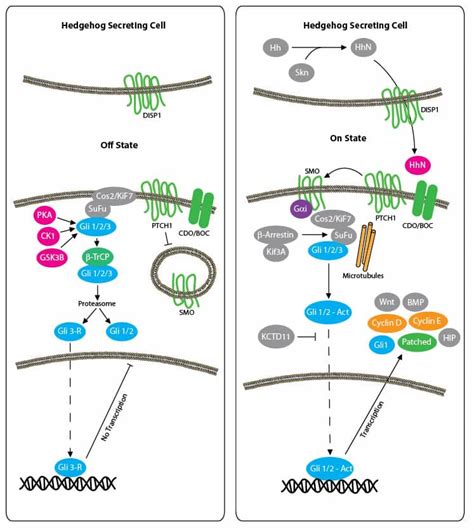 Hedgehog Signaling Pathway | Novus Biologicals