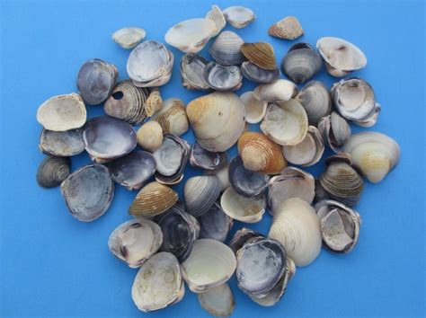 Tiny Purple Caycay Clam Shells in Bulk Under 1 inch $4.50 for 4.4 pounds