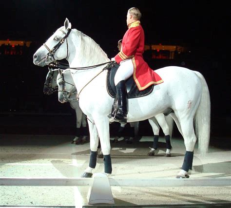 Lipizzaner Stallions Horse Breed Profile, Traits, Facts, Care - Mammal Age