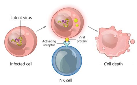 CANCER DE MAMA, COMO CONVIVER?: Células assassinas naturais emergem como uma alternativa ...