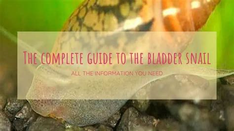 Bladder Snail Ultimate Care Guide & Species Overview | Fishkeeping World