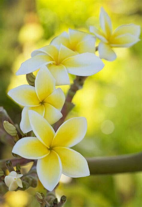 Plumeria or frangipani known as Kalosipani in Tongan. | Beautiful flowers, Most beautiful ...