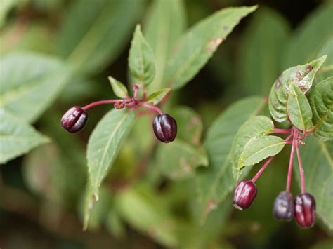 Fuchsia Seed Collecting - Learn About Saving And Growing Fuchsias From Seed