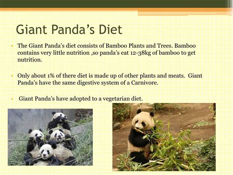 PPT - Giant Panda PowerPoint Presentation, free download - ID:2136408