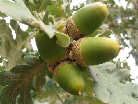 ROBLE MELOJO, TODO SOBRE EL ÁRBOL ORIGINARIO DE EUROPA