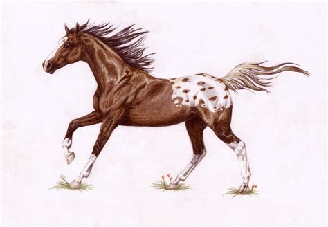 Blanket Appaloosa by Tweakster on DeviantArt