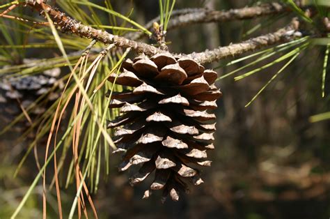 Pine Cones- Opening | Walter Reeves: The Georgia Gardener