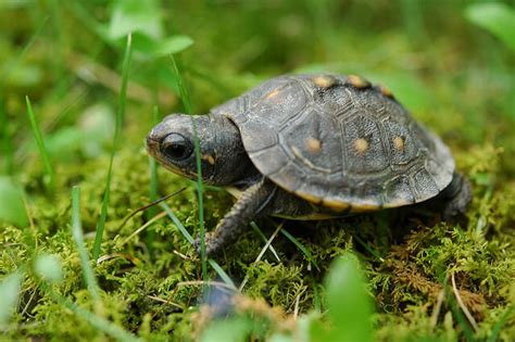 Raising Baby Turtles - How to Take Care of a Turtle