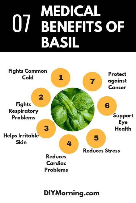 4 Best Medical Benefits of Basil: A Medicinal Herb that Works Wonders