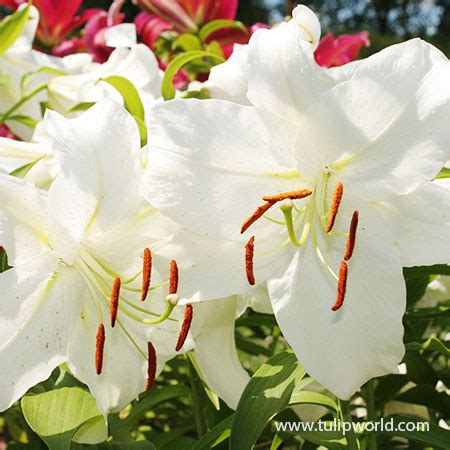 Casa Blanca Lily Bulbs | White Lily Bulbs | Oriental Lily