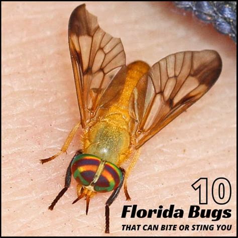 10 Florida "Bugs" That Bite or Sting - WanderWisdom