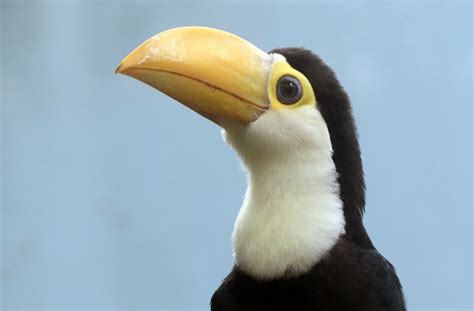 Have you ever seen a baby toucan? : r/TinyUnits