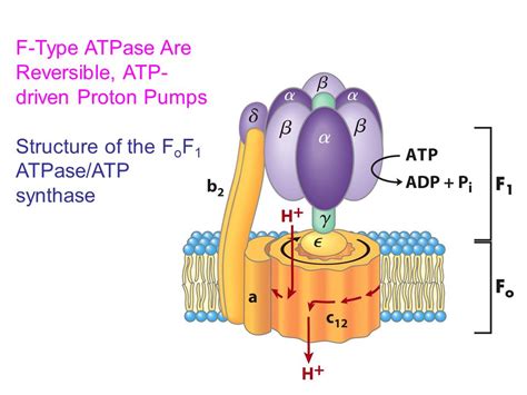 ATP-Driven Proton Pumps