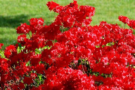 How to Grow and Care for 'Stewartstonian' Azalea Shrubs