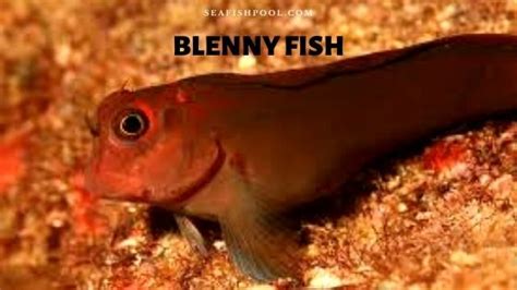 Blenny Fish - Facts | Care | Size | Diet | Tank Mates - SeaFish