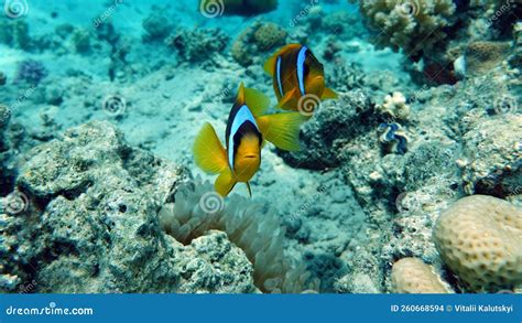 Clown Fish Amphiprion (Amphiprioninae). Stock Photo - Image of marine ...