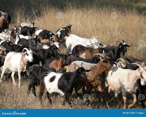 The Herd Of Goats Stock Photography - Image: 6017252