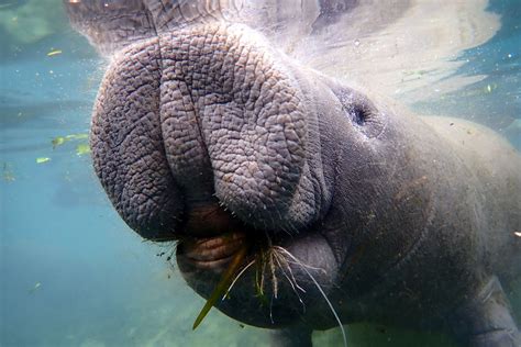 Manatee Facts – Recap (Part 2) | Kobee Manatee