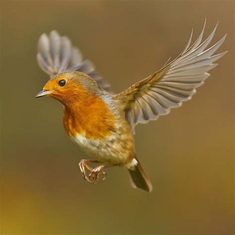 17 Best images about robins on Pinterest | Wings, So cute and Birds in ...