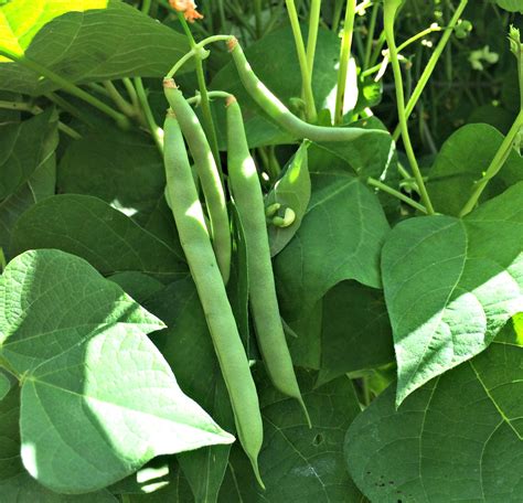 How to Cook Fresh Green Beans – Farm Fresh For Life – Real Food for Health & Wellness