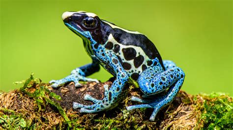 are tree frogs in nc poisonous - Randy Mcknight