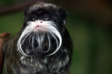 5 Interesting Facts About Emperor Tamarins | Hayden's Animal Facts