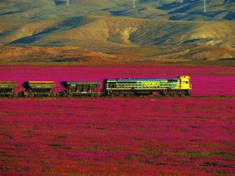 The Atacama desert is having its longest flower bloom in years ...