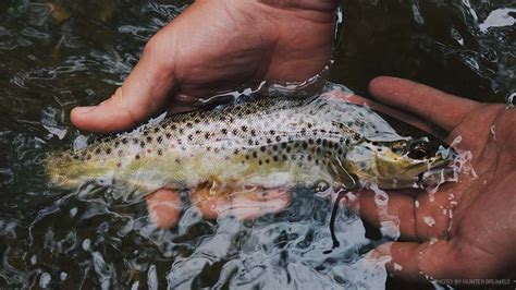 Mammoth Lakes Fall Fishing Guide - Mammoth Bound