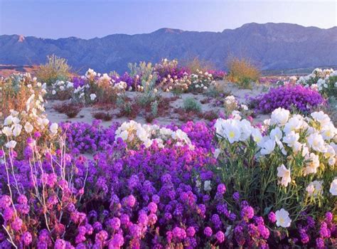 Our Beautiful World, FLOWERING DESERT, ATACAMA DESERT, CHILE Desert Flowers, Pink Flowers ...