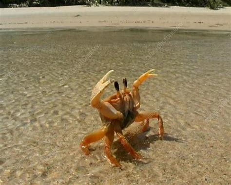 Ghost crab - Stock Video Clip - K001/1900 - Science Photo Library