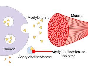 Penghambat asetilkolinesterase: contoh dan mekanisme – budisma.net