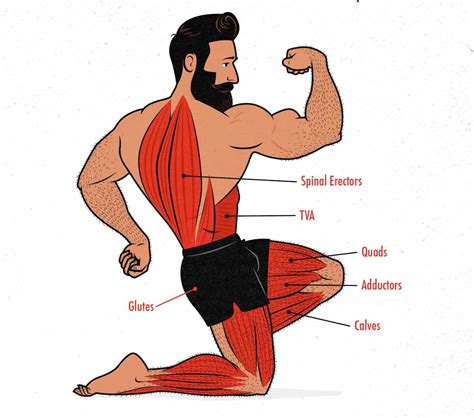 The Front Squat Hypertrophy Guide – Outlift