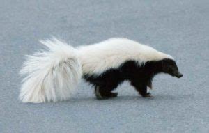 15 Types Of Skunks